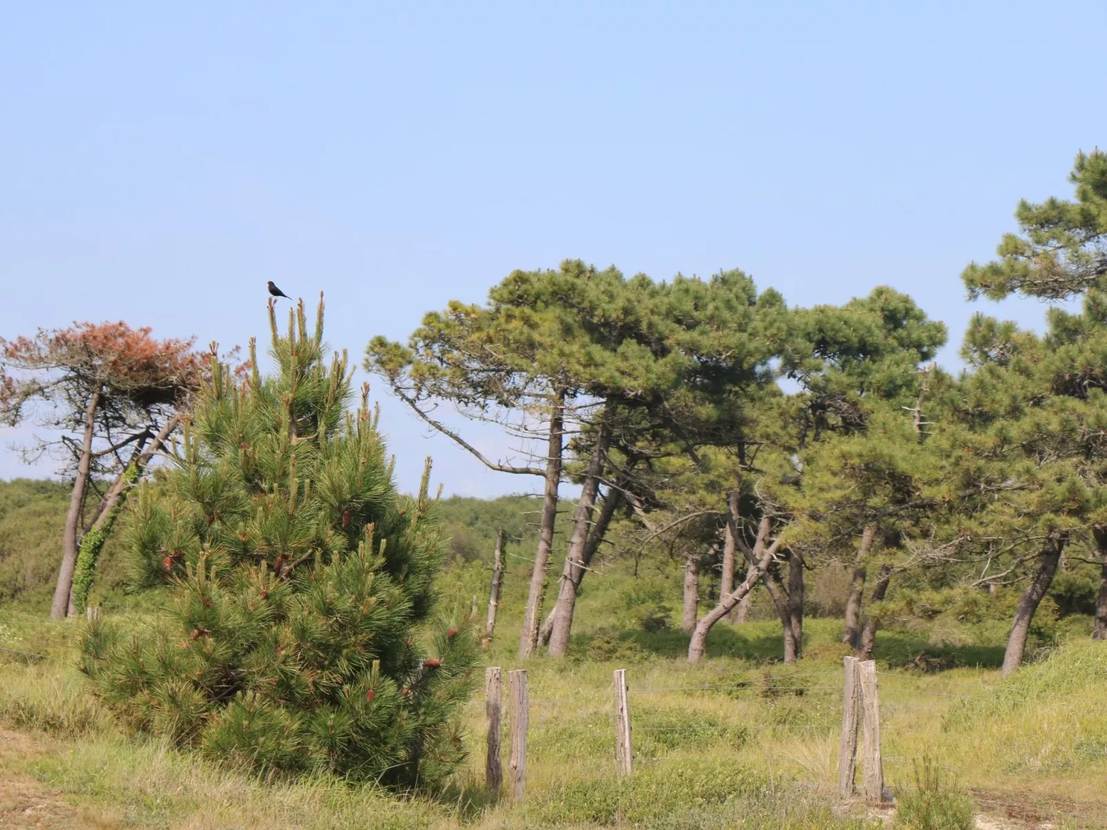 L'Escale dunes, Strände 20 Meter entfernt, Meerblick-Buiten