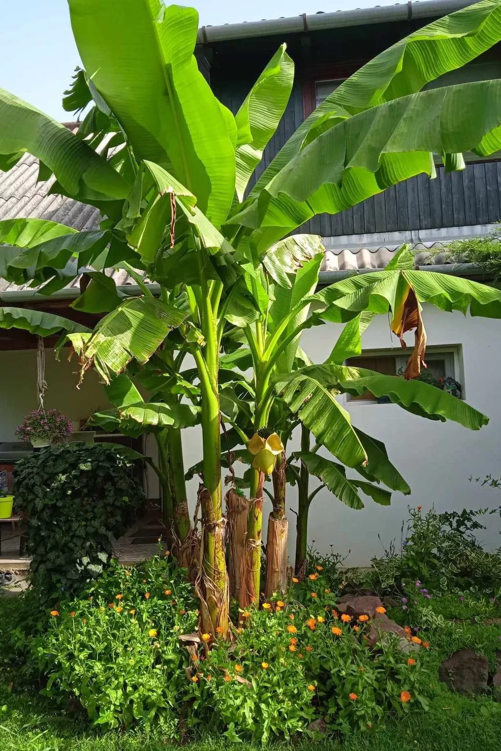 FO-18-Image-tags.info