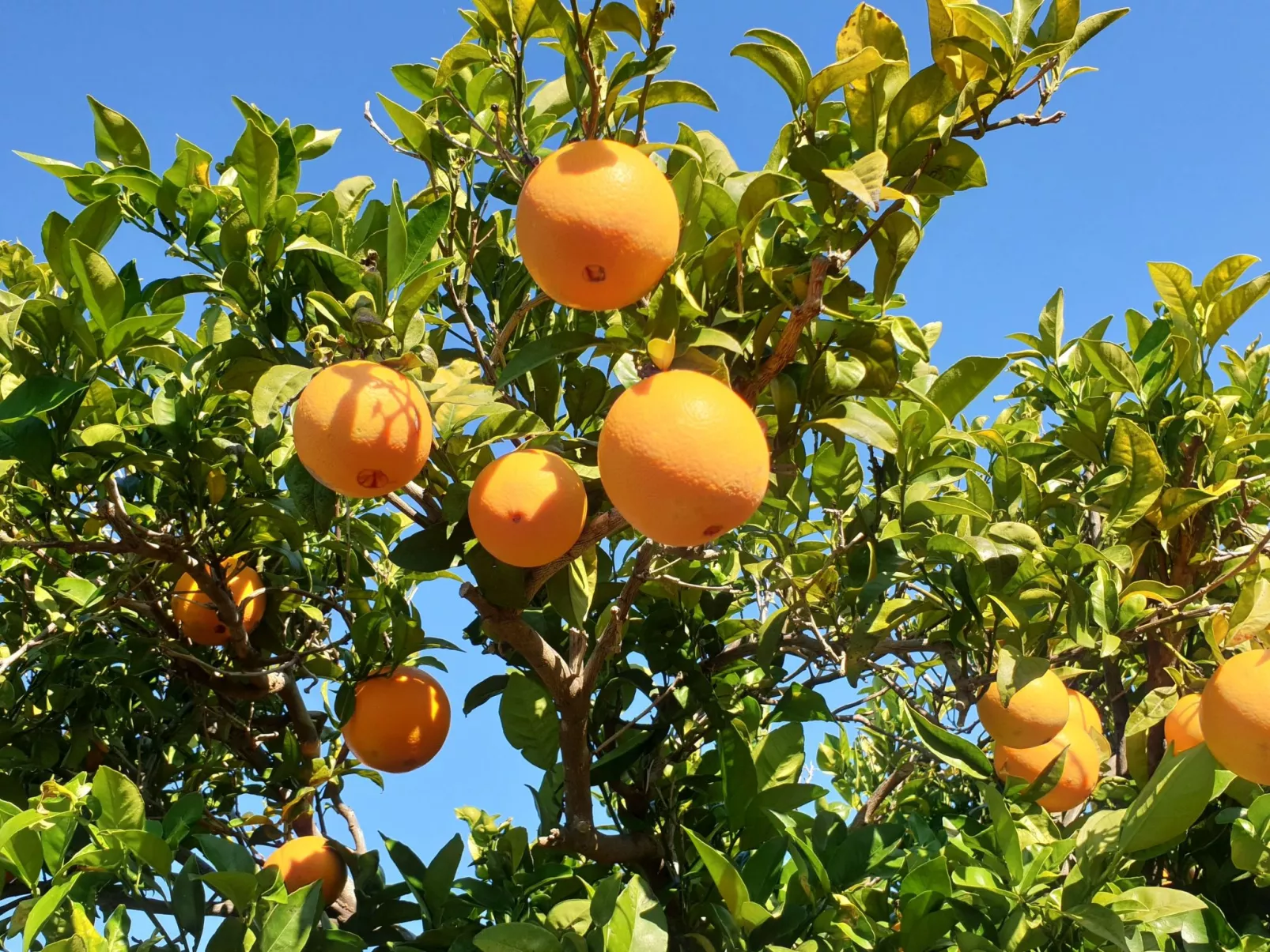 Casa Geminis 1 mit Garten und Meerblick-Buiten