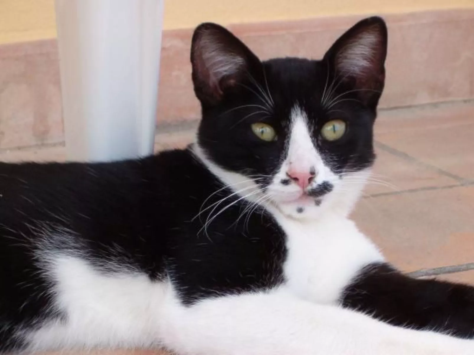 Ferienappartement mit Garten und Panoramablick-Image-tags.info