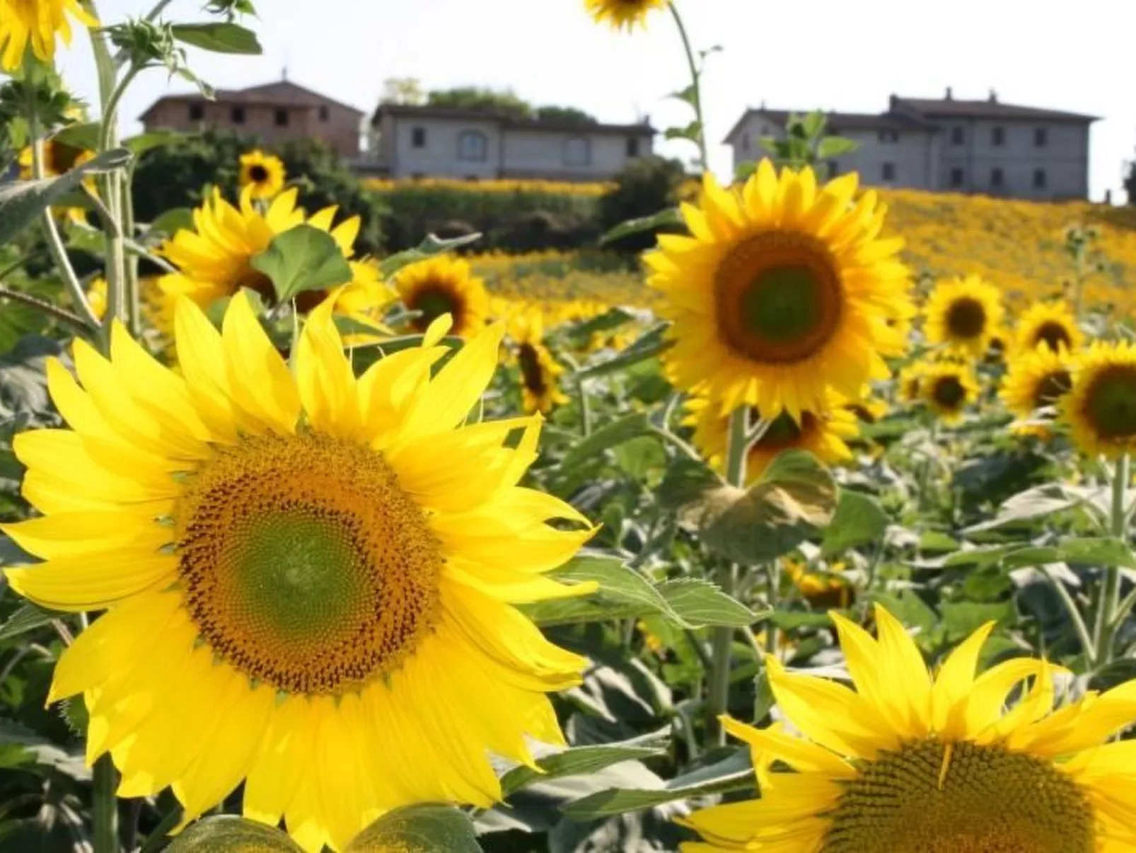 Bauernhof Podere Casenove Wohnung Pino Bilo-Buiten