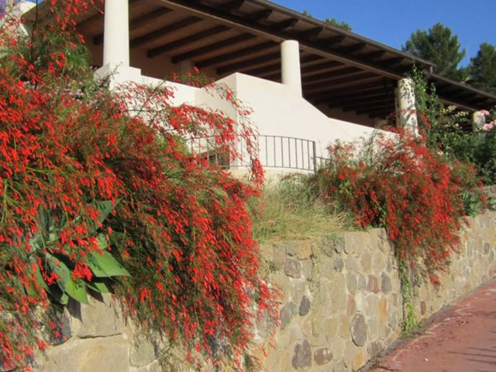 Wohnung 'Glicine ab 231' mit Terrasse-Buiten