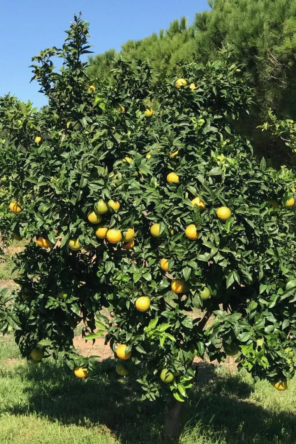 Design Vila mit Pool-Image-tags.info