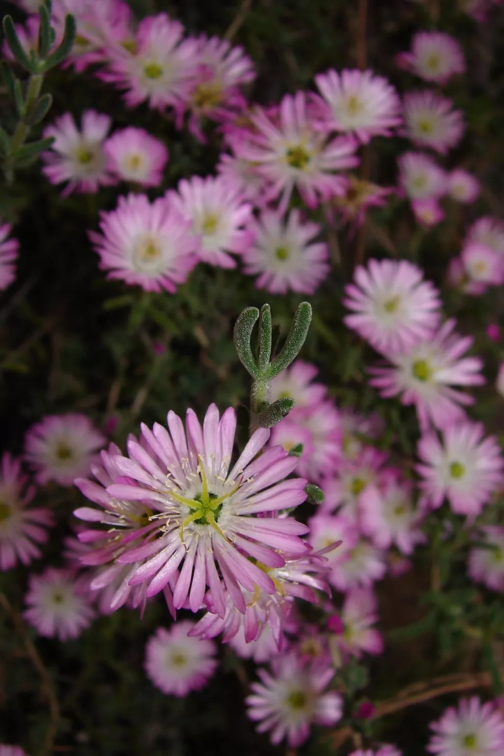 La Terrazza-Image-tags.info