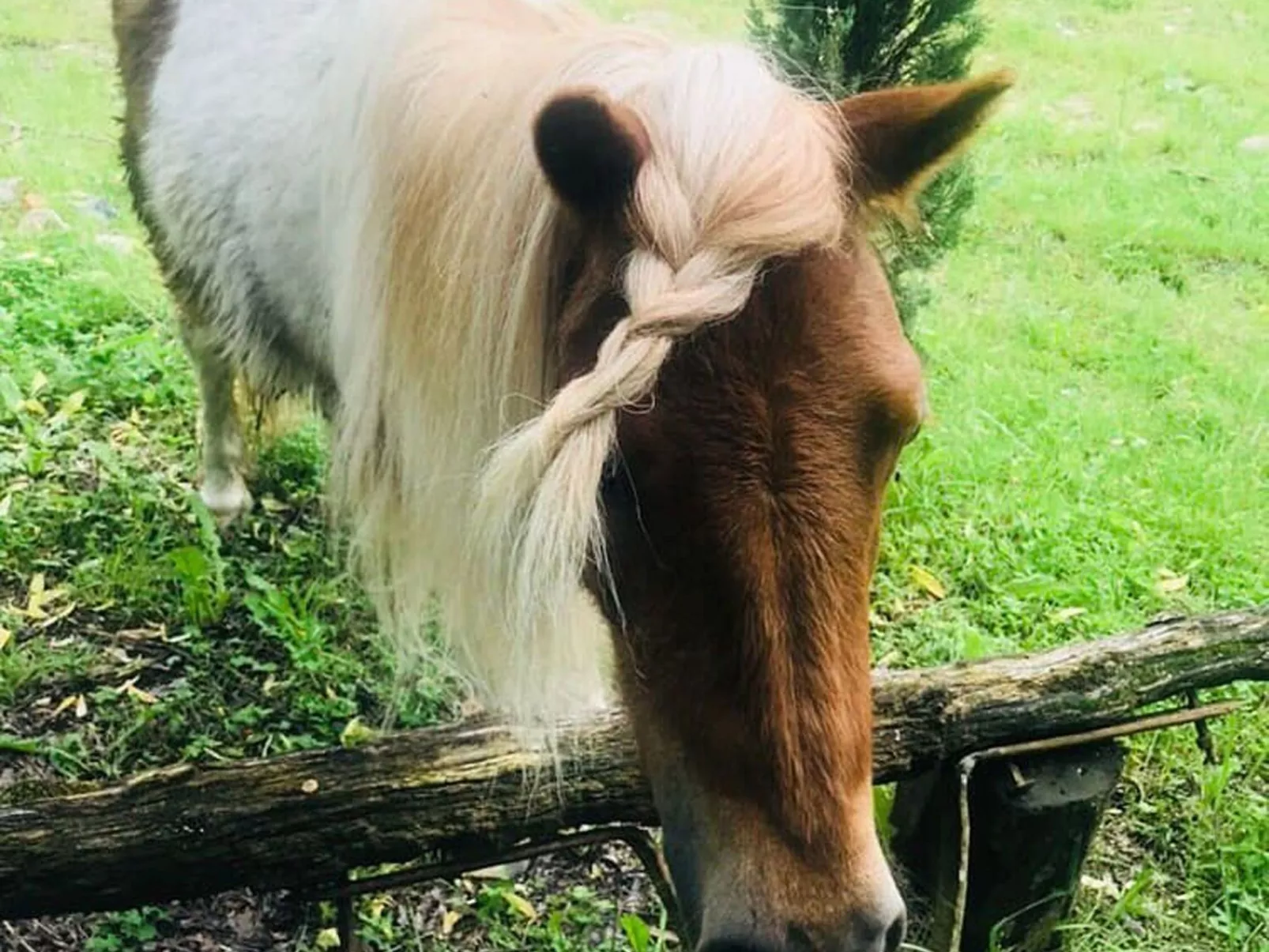 Landgut "Il Molino" mit Terrasse und Garten-Buiten
