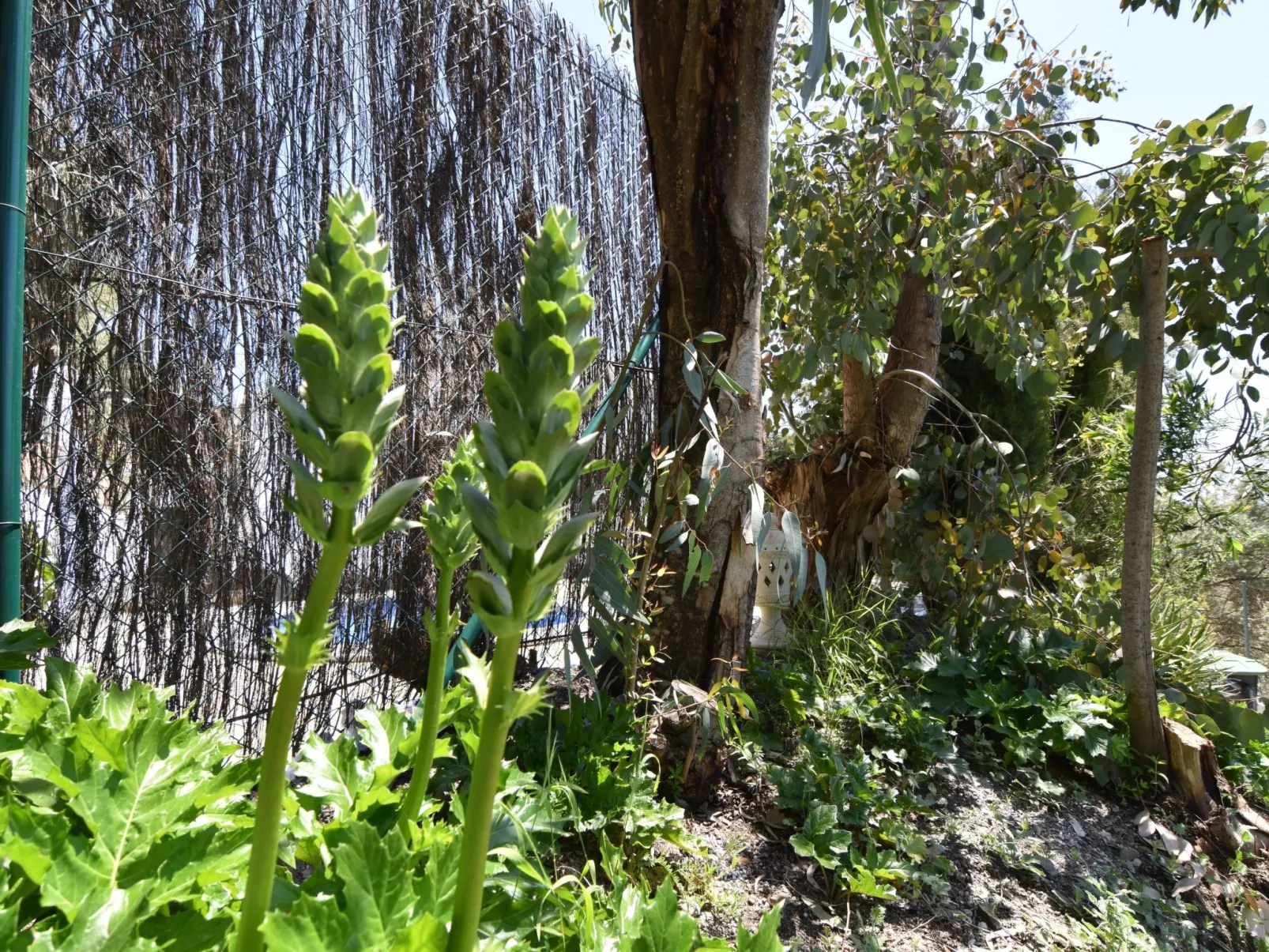 Finca El Corinto - Ein verwunschener Ort-Buiten