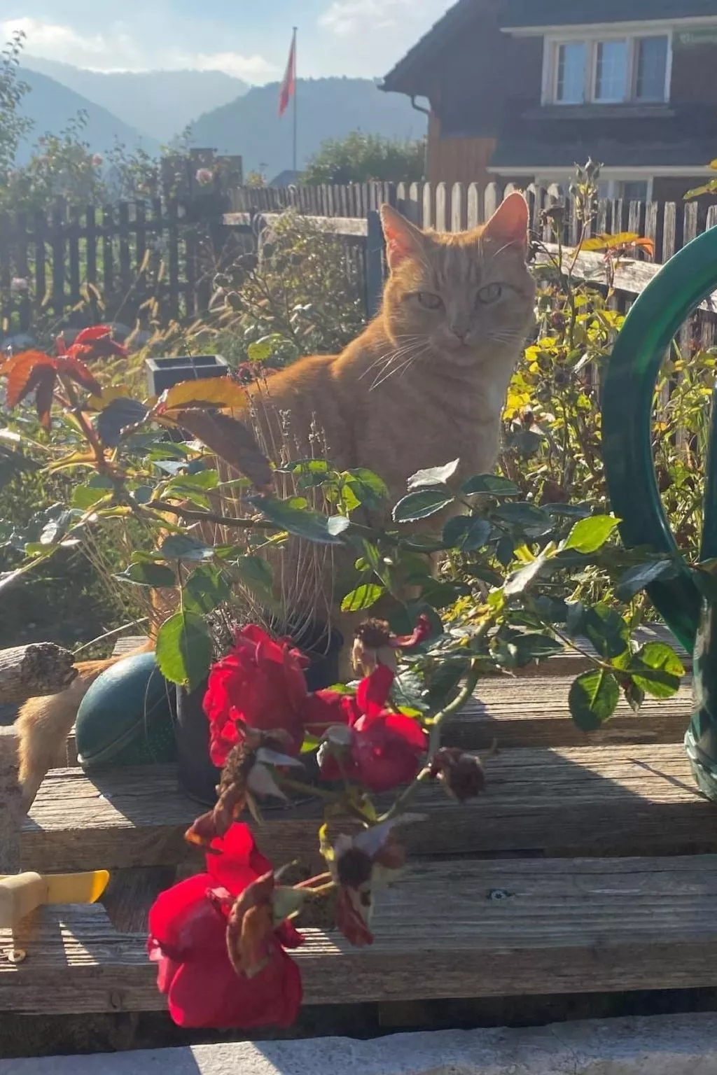 Bauernhof Sal-Buiten