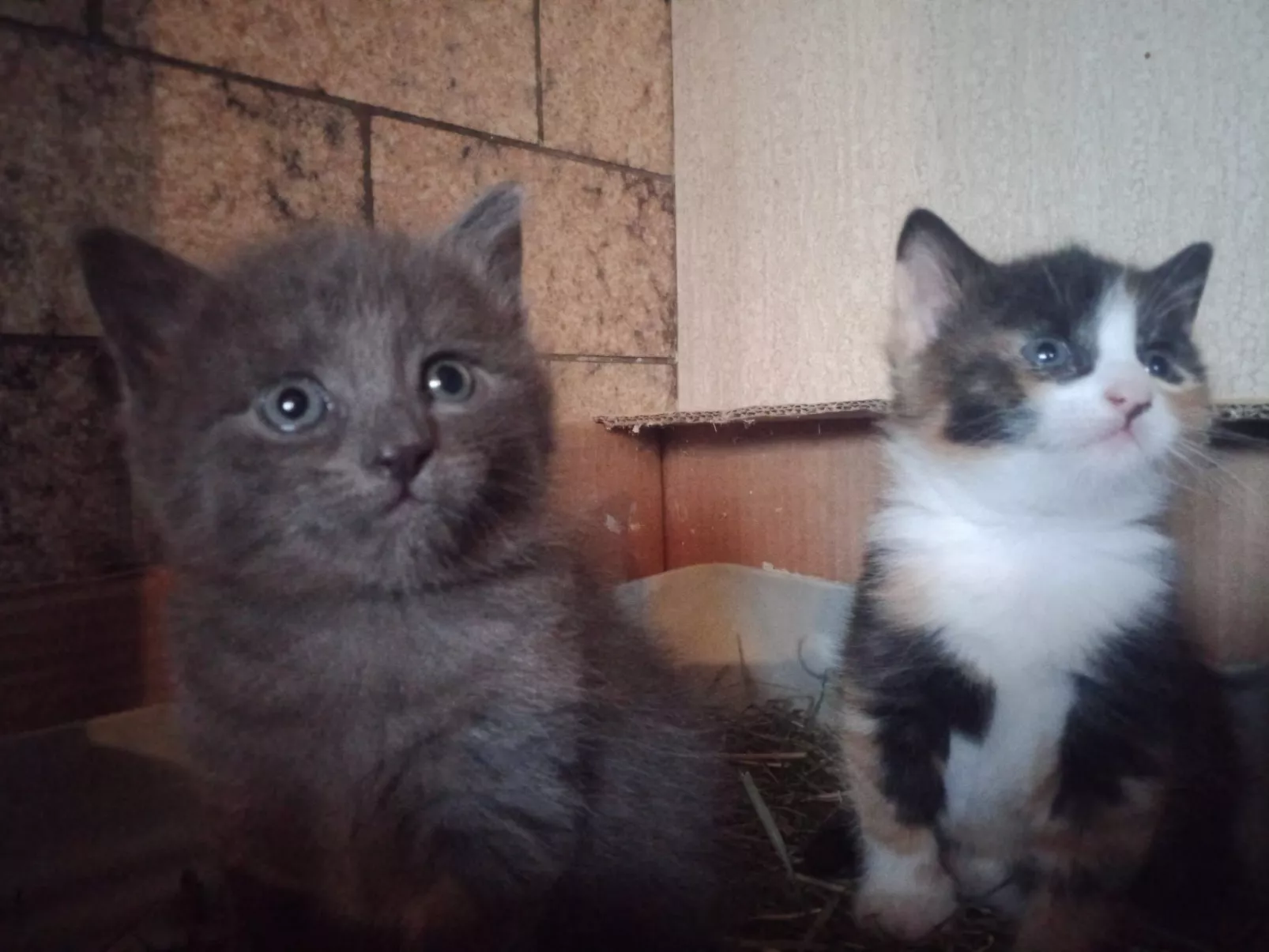 Ferien Alpsteinblick-Image-tags.info