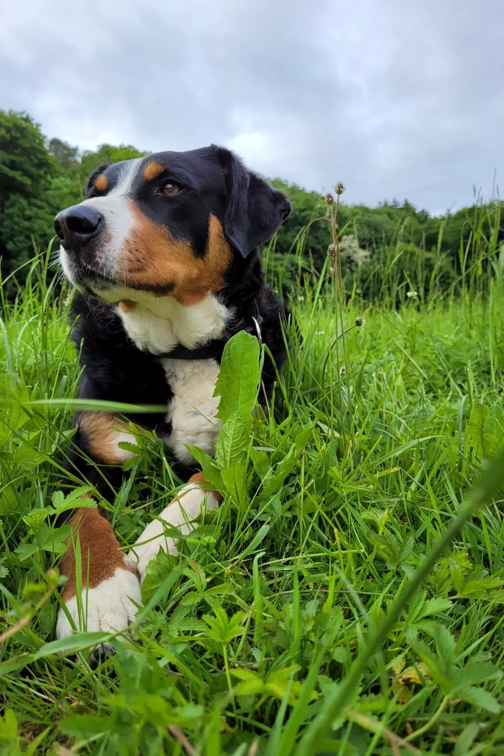 Chalet Staufenhof-Buiten