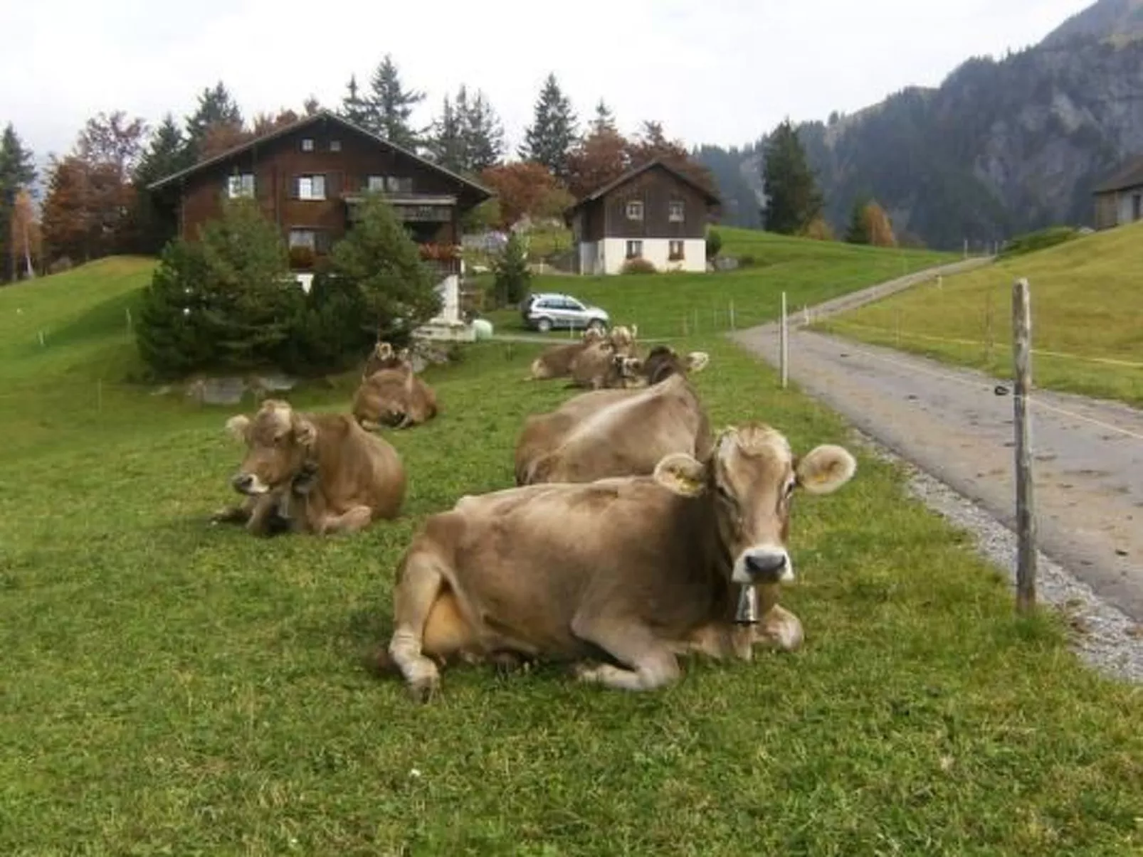 Ferien im grünen links-Image-tags.info