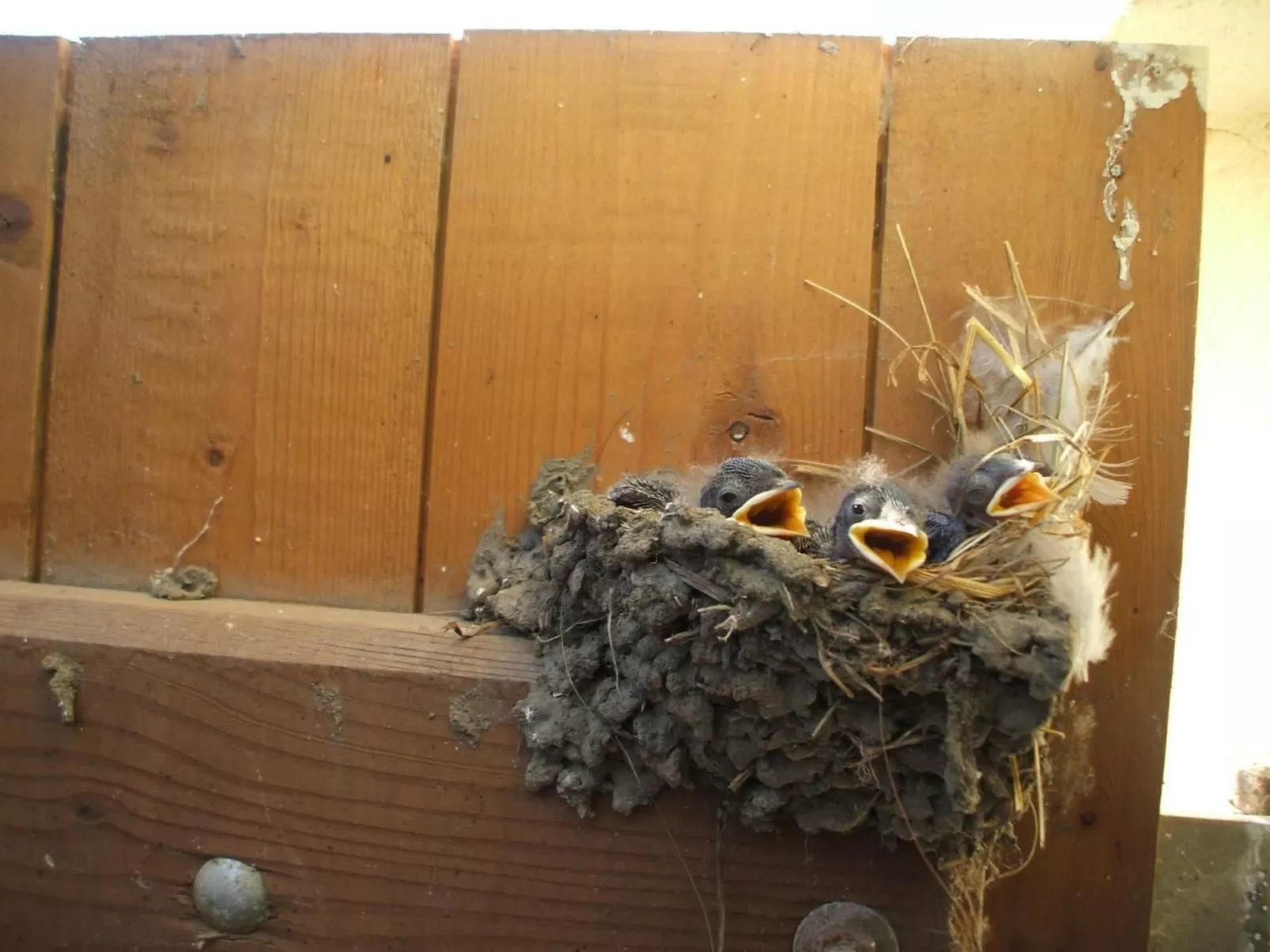 Oderhäuschen-Image-tags.info