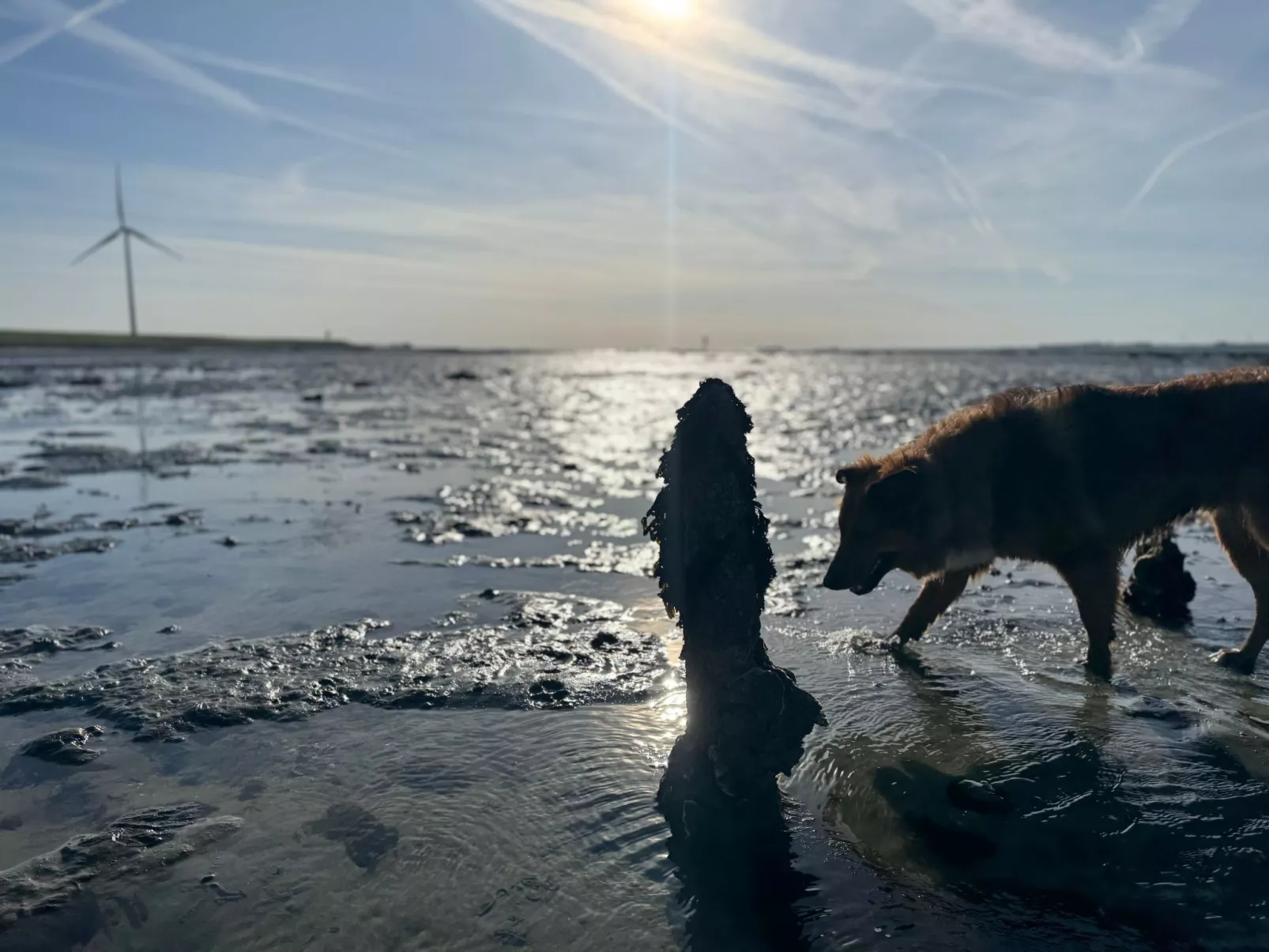Einzigartiger Aufenthalt "The Moggershil" auf dem Bauernhof-Buiten