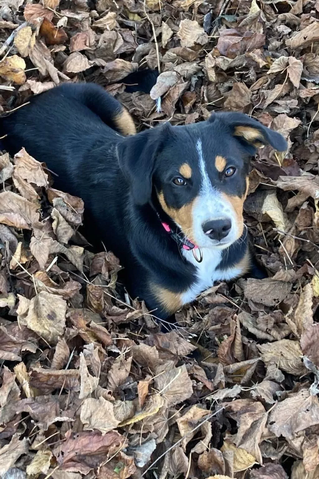 Wohnung "Rustique"-Buiten