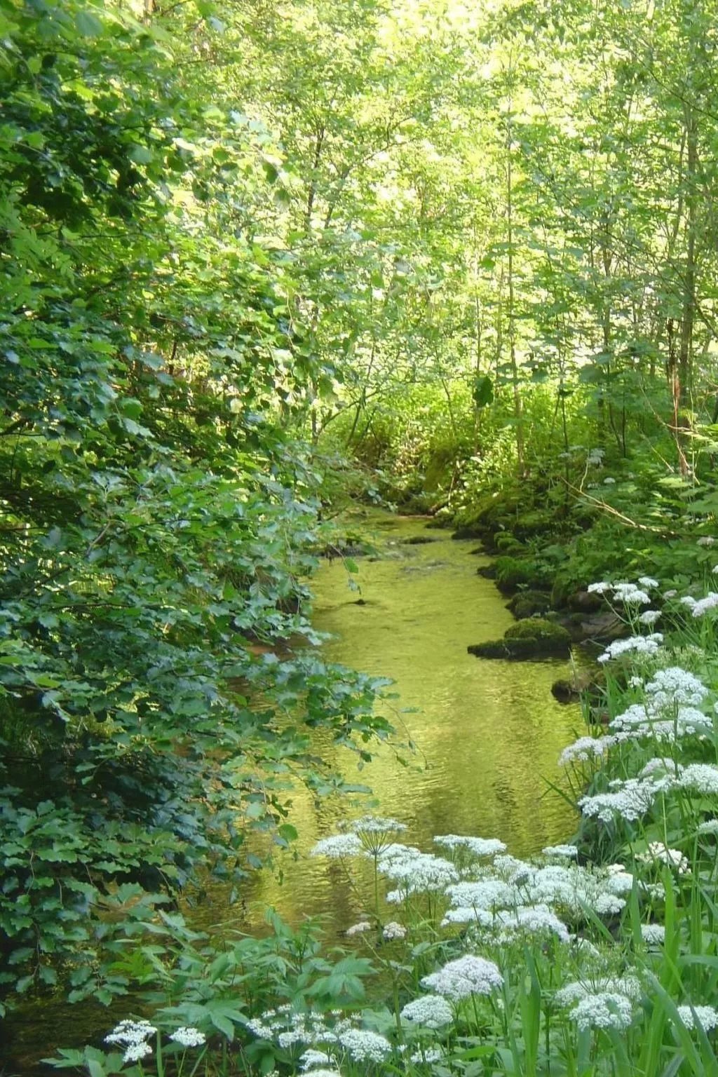 Fewo Altes Schulhaus-Buiten