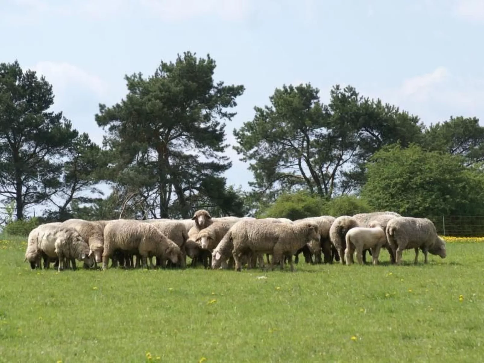 Gemütliche Maisonette Wohnung Seelenblick-Buiten