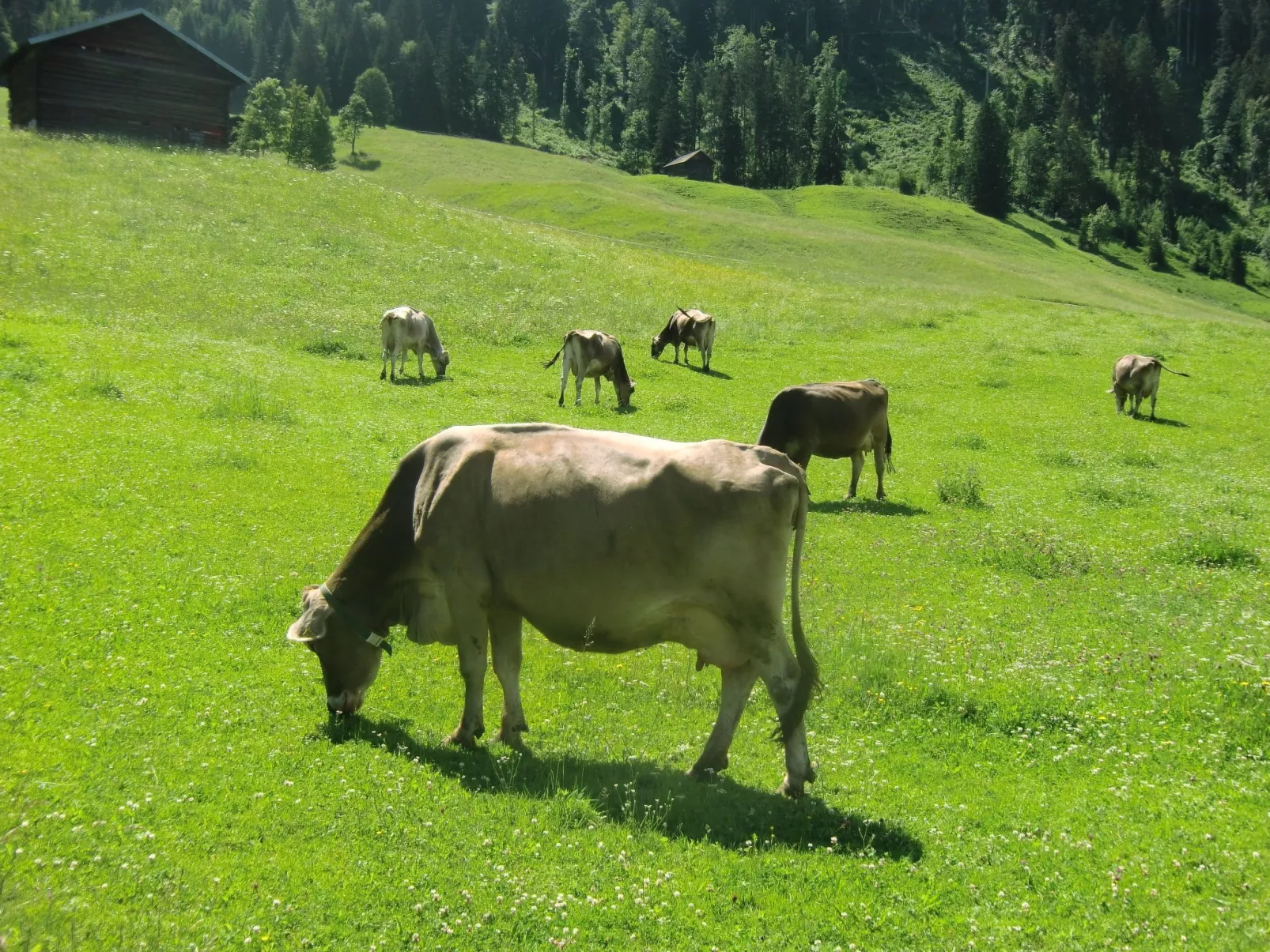 Luxuswohnung, Pistenblick, Nähe Skilift, Mittelberg-Buiten