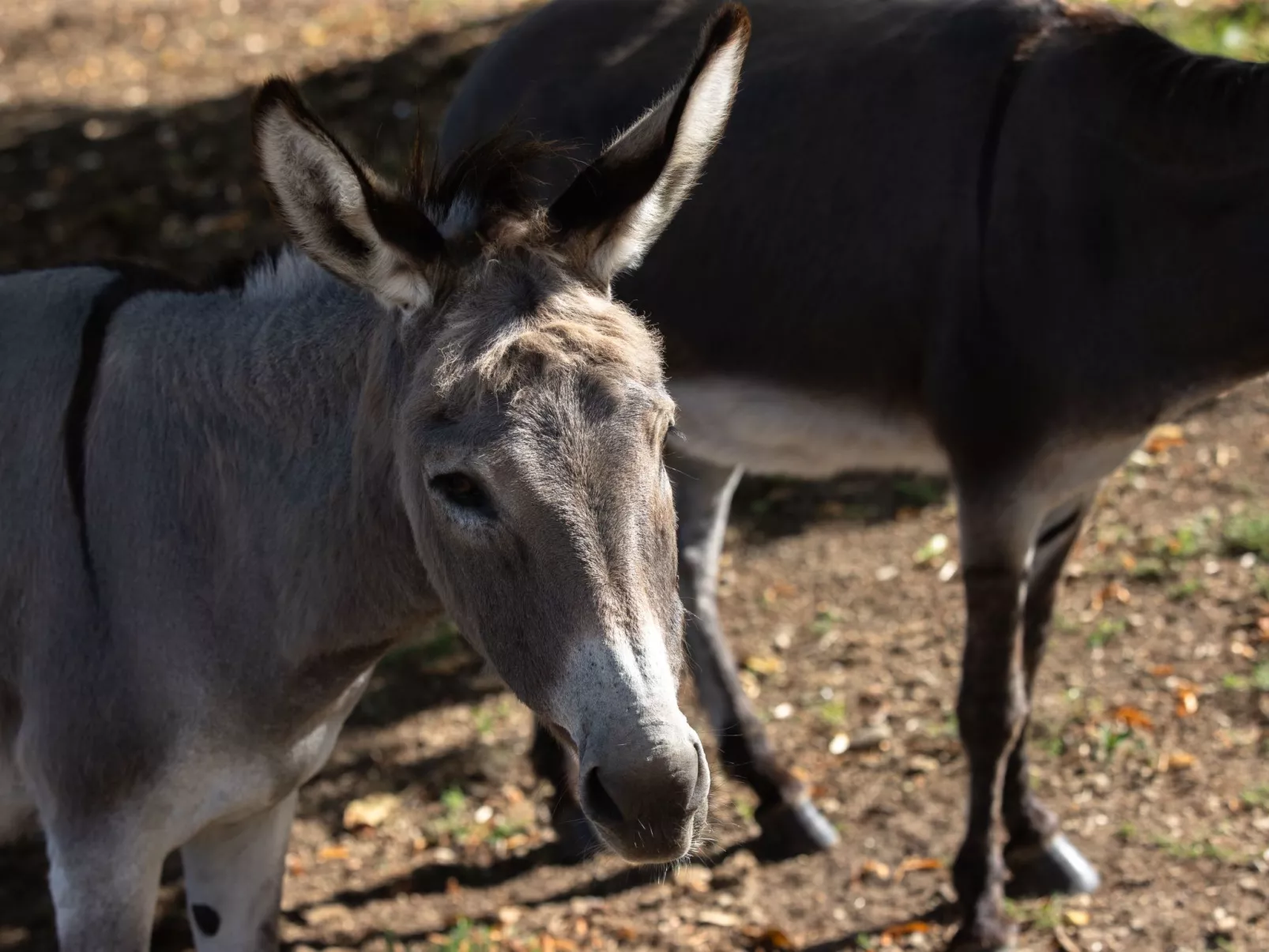 Appartement LouisXVI-Buiten