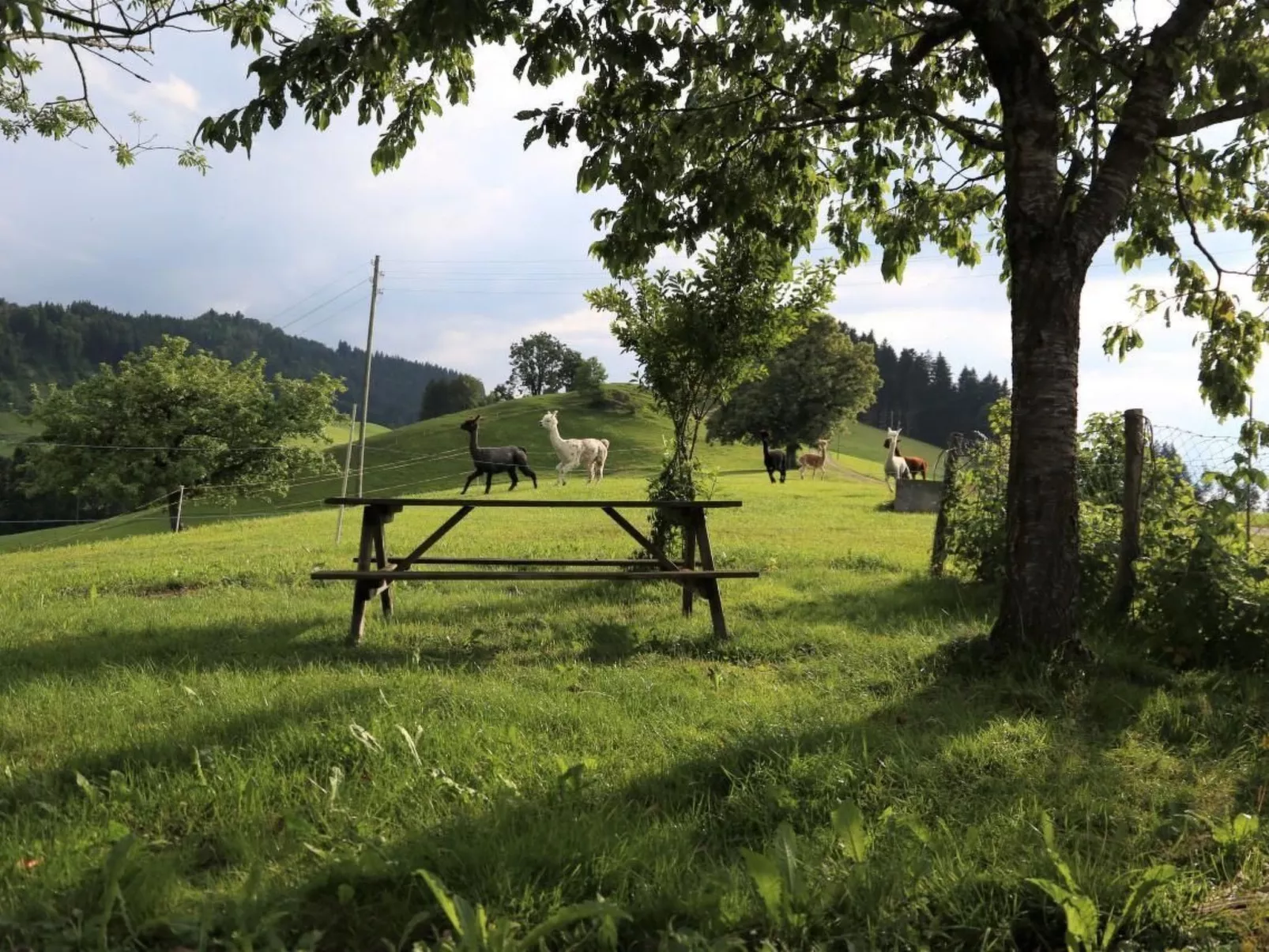 Tiererlebnishof Windegg-Image-tags.info