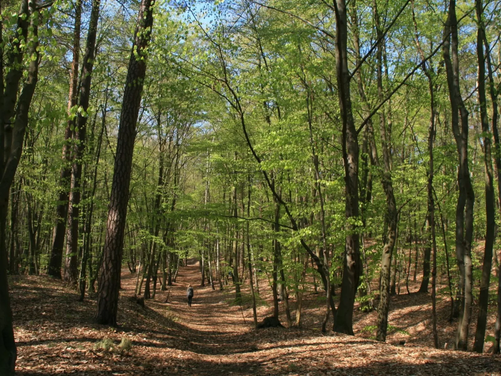 Fewo Waldblick EG-Buiten