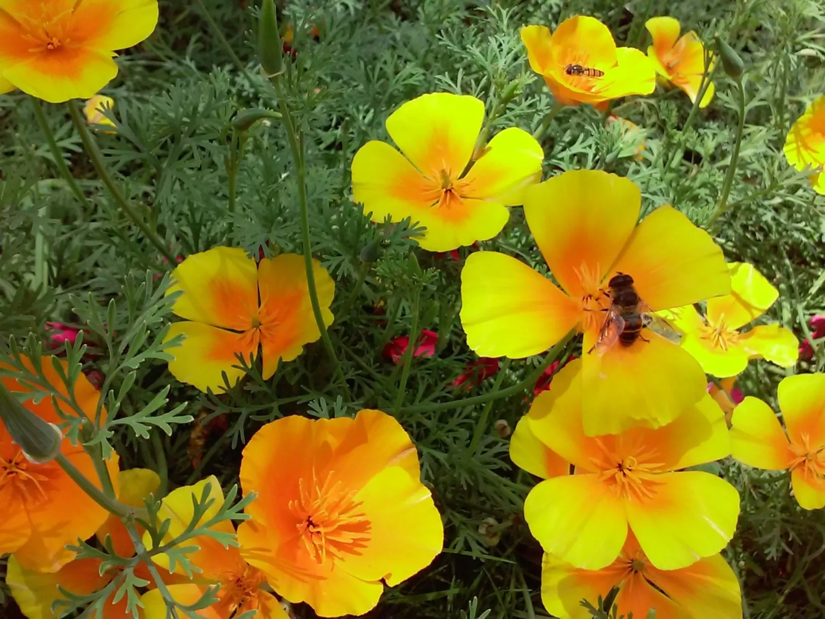 Gsenger in Abtenau-Buiten