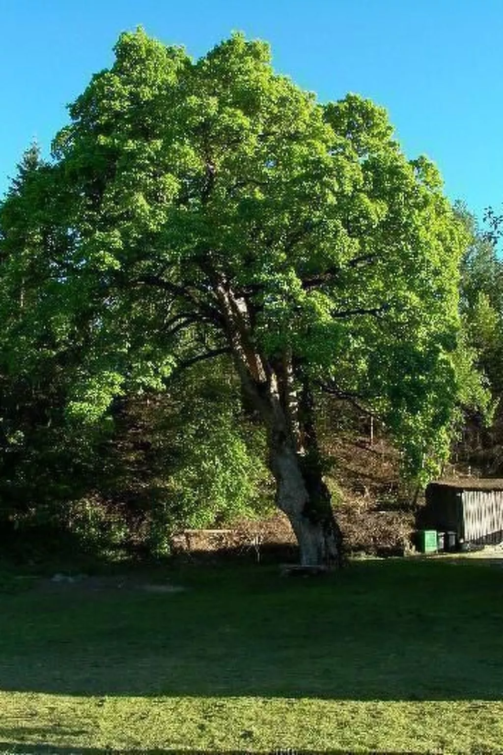 Große Wohnung im ersten Stock, mit großem Garten-Buiten