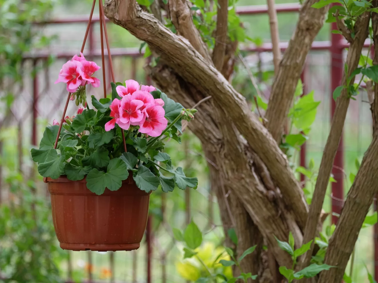 Wohnung in Fažana mit gemeinsamem Pool und Garten-Binnen