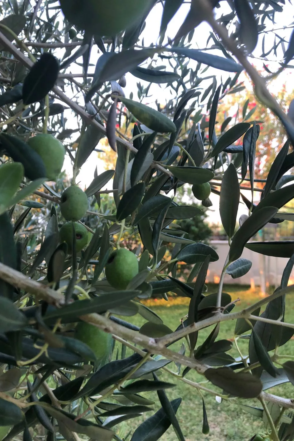 Villa Olive Grove-Buiten