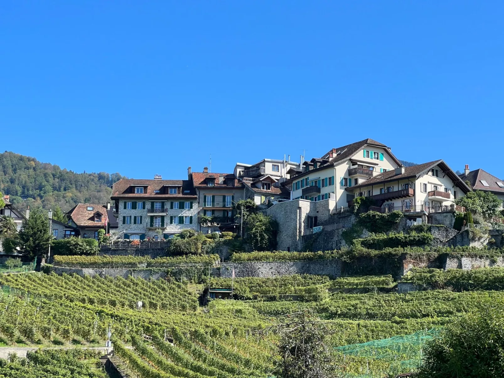 Vigneronne, Vigne-Buiten