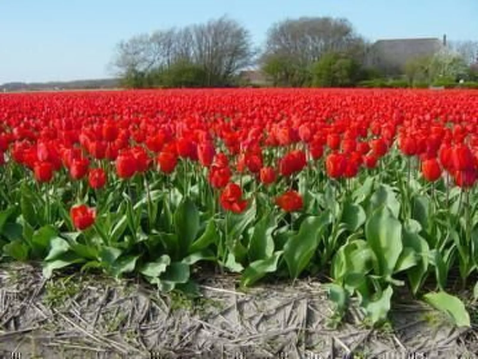 Sommerhaus "De Zeester"-Buiten