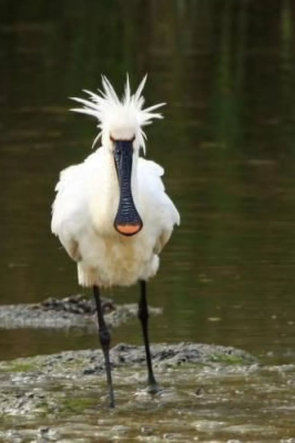 Gemütliches Ferienhaus De Blenck-Image-tags.info