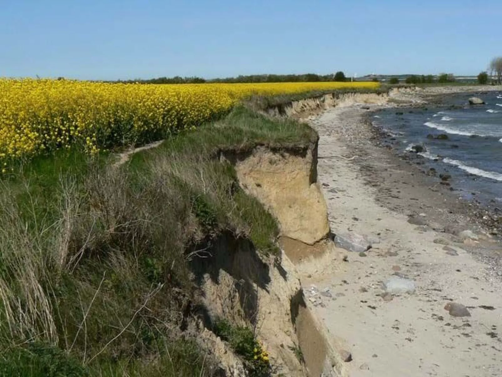 Seestern41-Image-tags.info