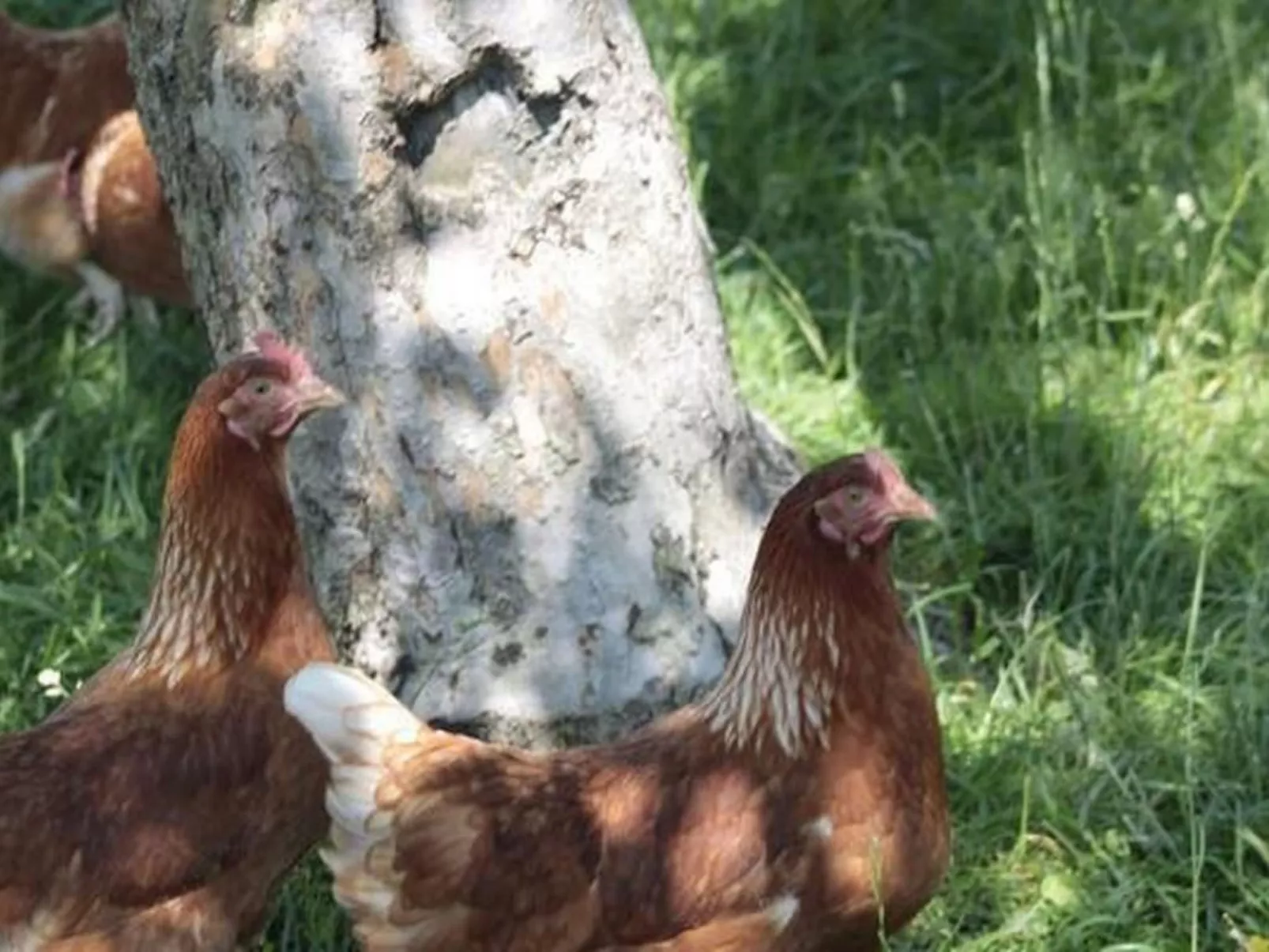 Rosentürmli - Buiten