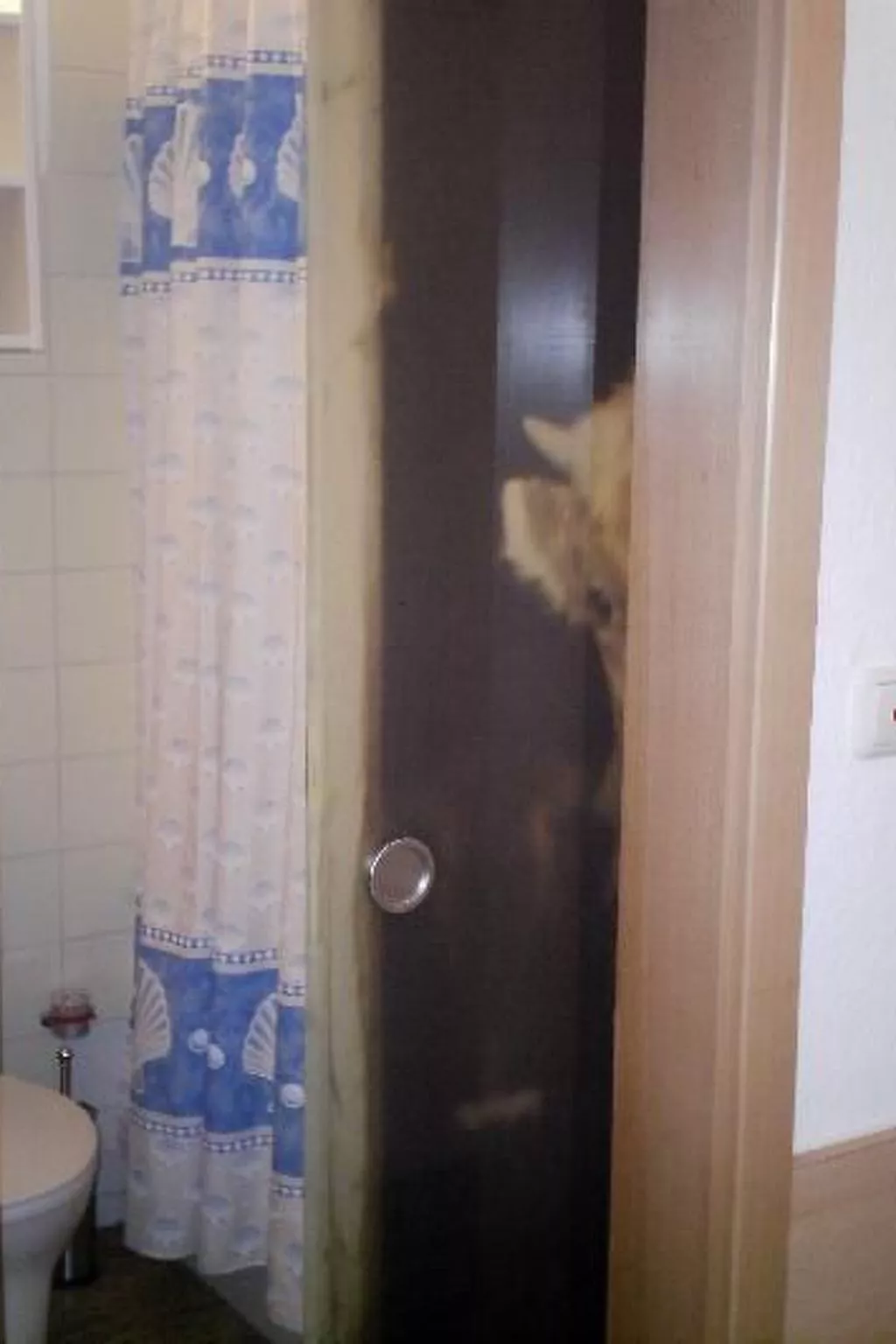 Falkenhorst Wh 41-Binnen