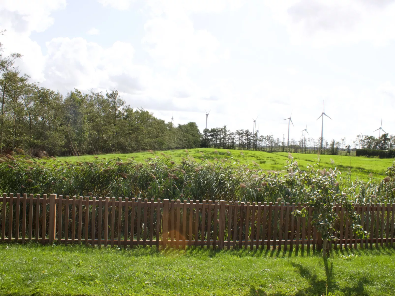 Strandflieder-Buiten