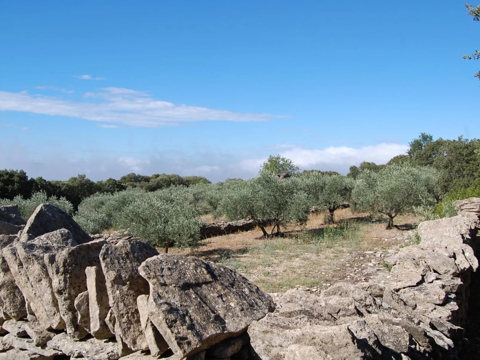 Cypres du Paradis-Buiten