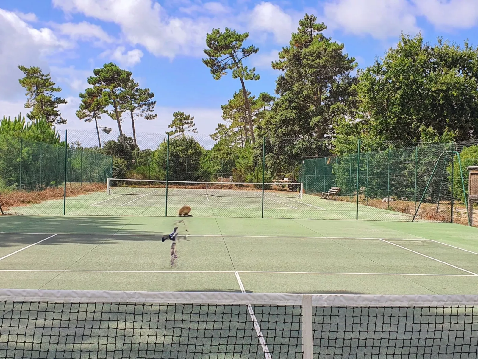 Villa contis-Plage 900m vom Ozean entfernt-Image-tags.info