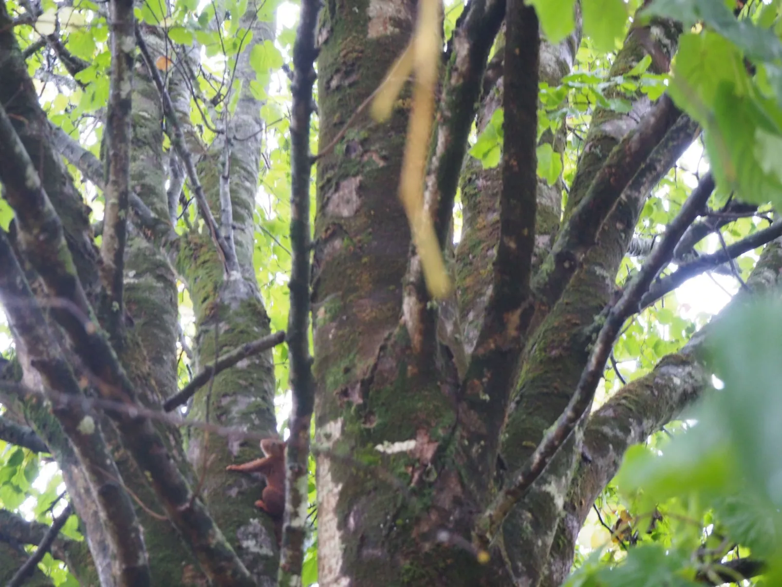 Le Bois aux Ecureuils (Eichhörnchenwald)-Image-tags.info