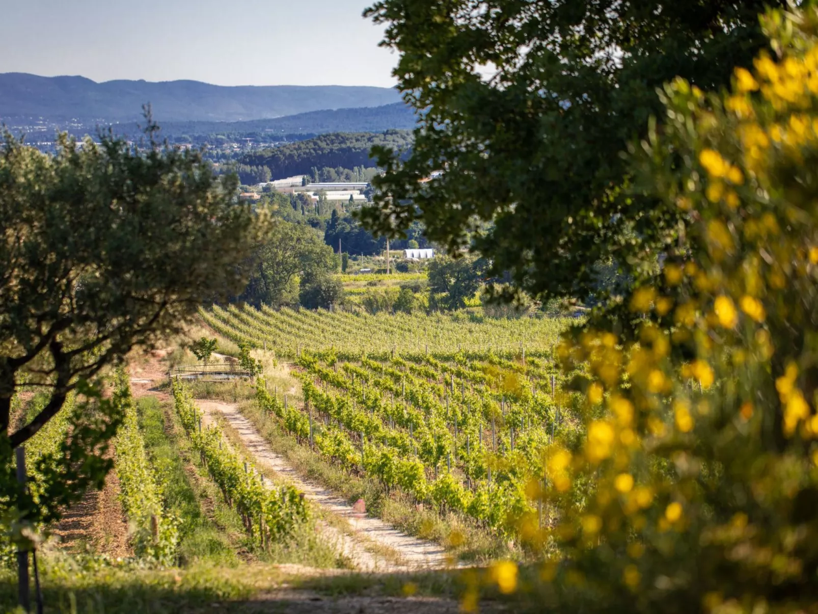 Im Herzen der Weinberge, schattige Terrasse umgeben von Grün, Pool - Image-tags.info