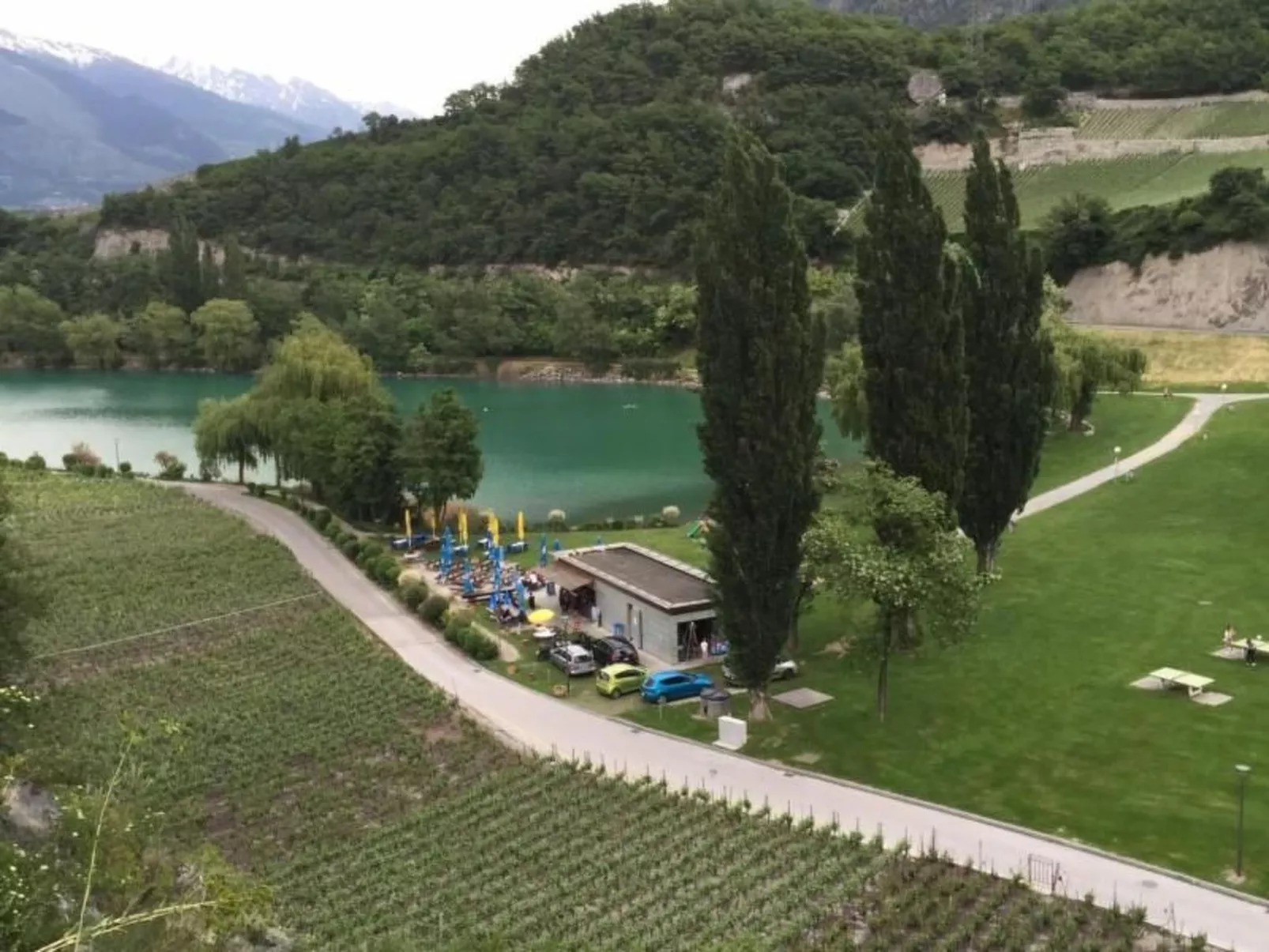 Blue Merle-Image-tags.info