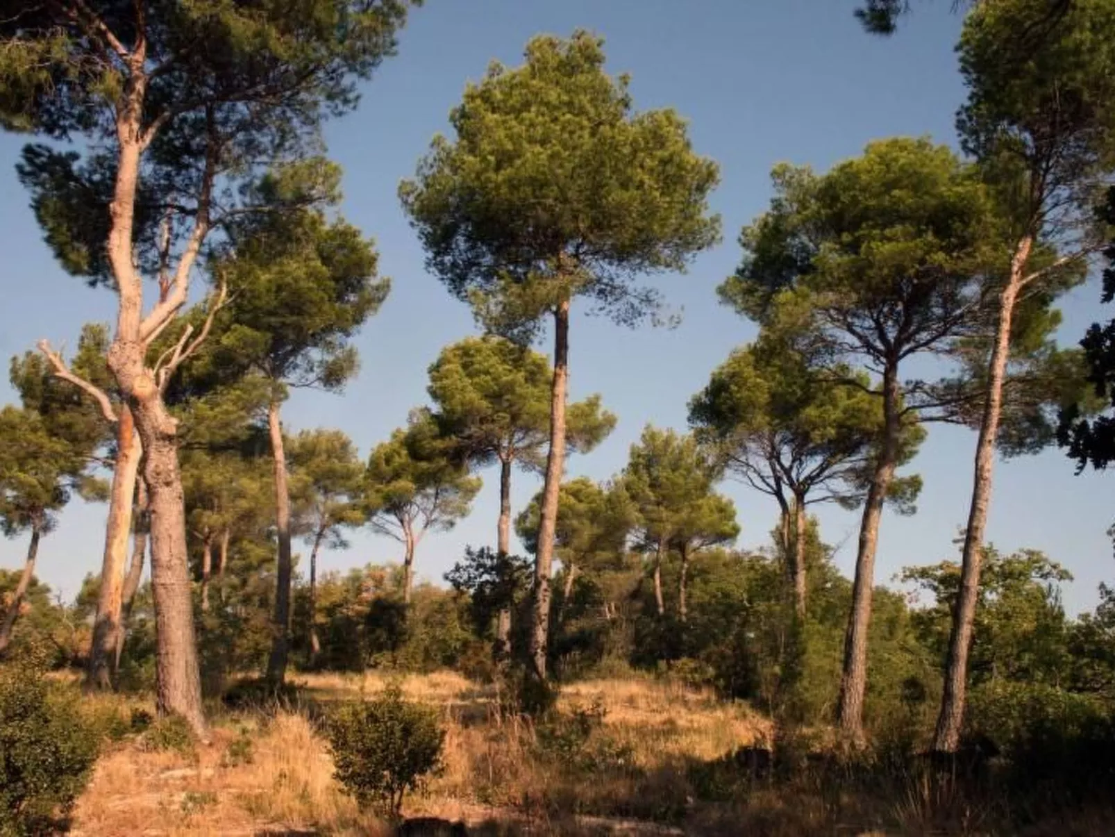 La Ribelle en Provence - Lou recati-Buiten