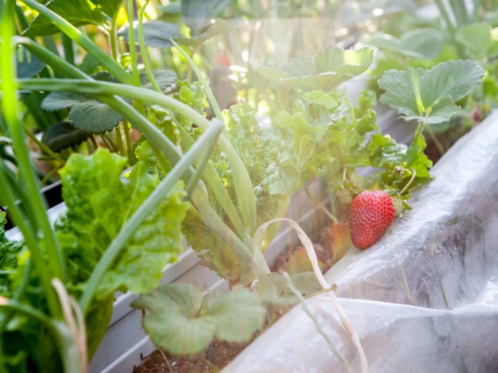 Hütte mit eigenem Garten und Grill-Binnen