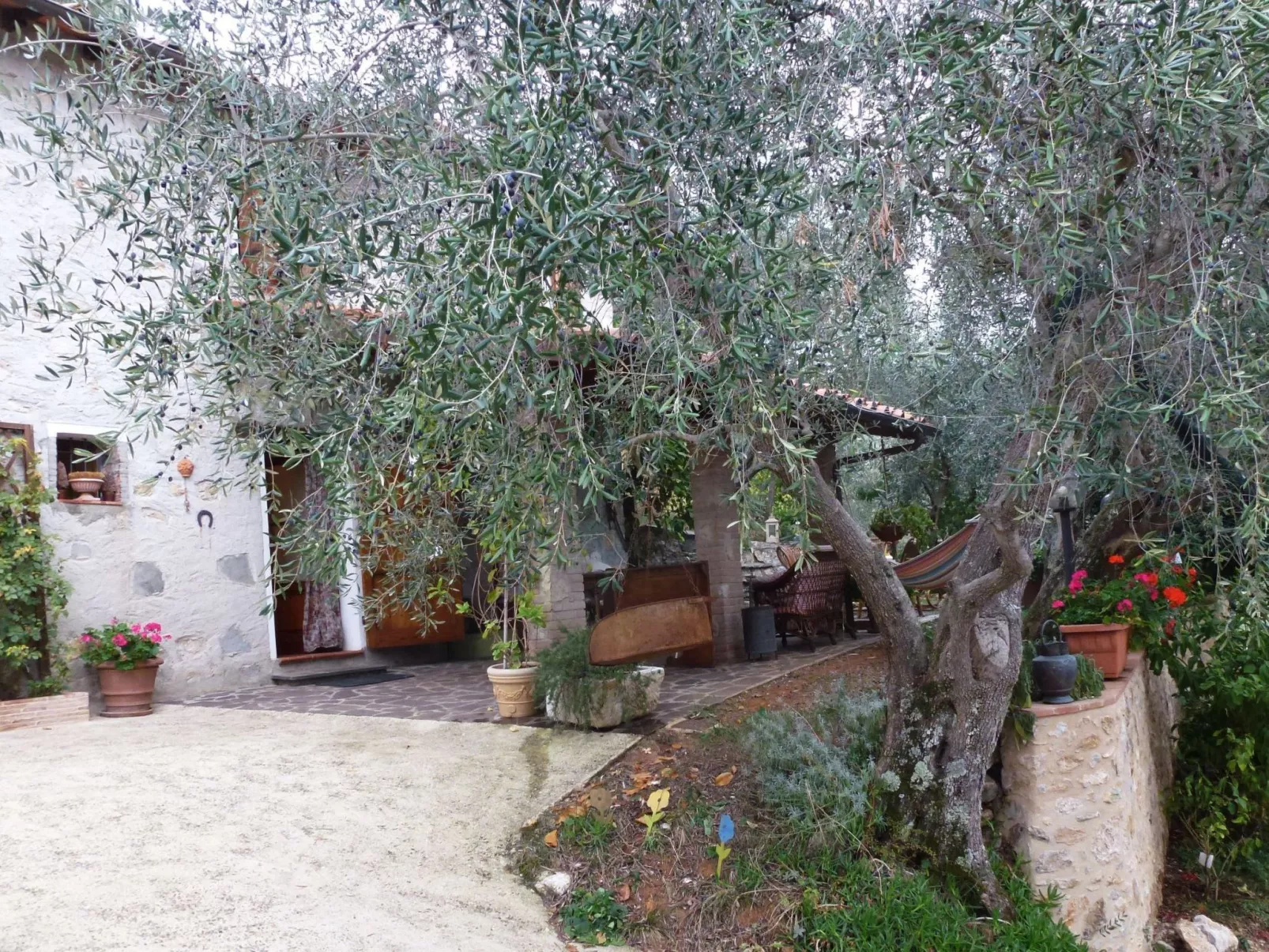 Rustico inmitten eines Olivenhainens-Image-tags.info