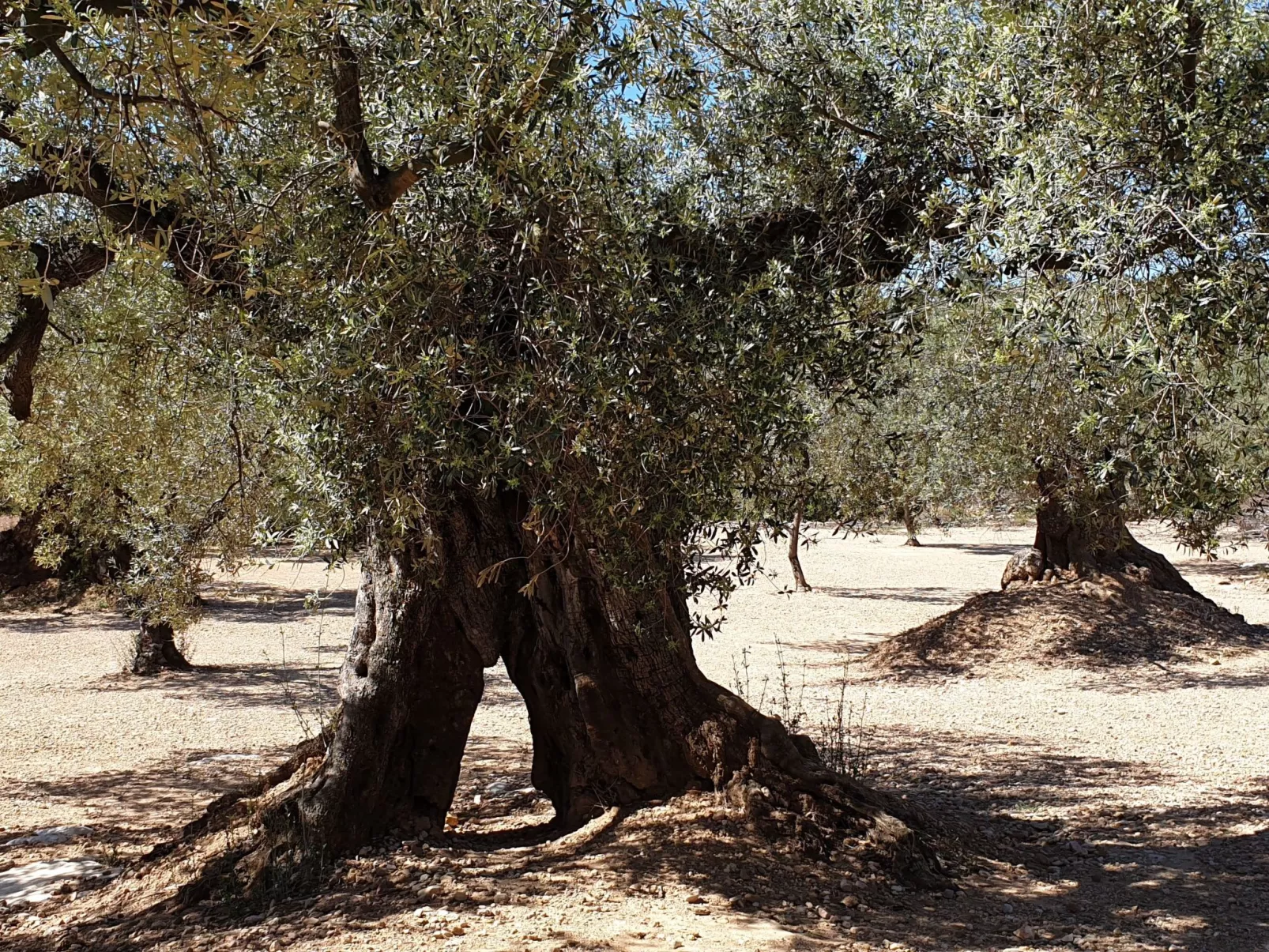 Casa Geminis 1 mit Garten und Meerblick-Image-tags.info