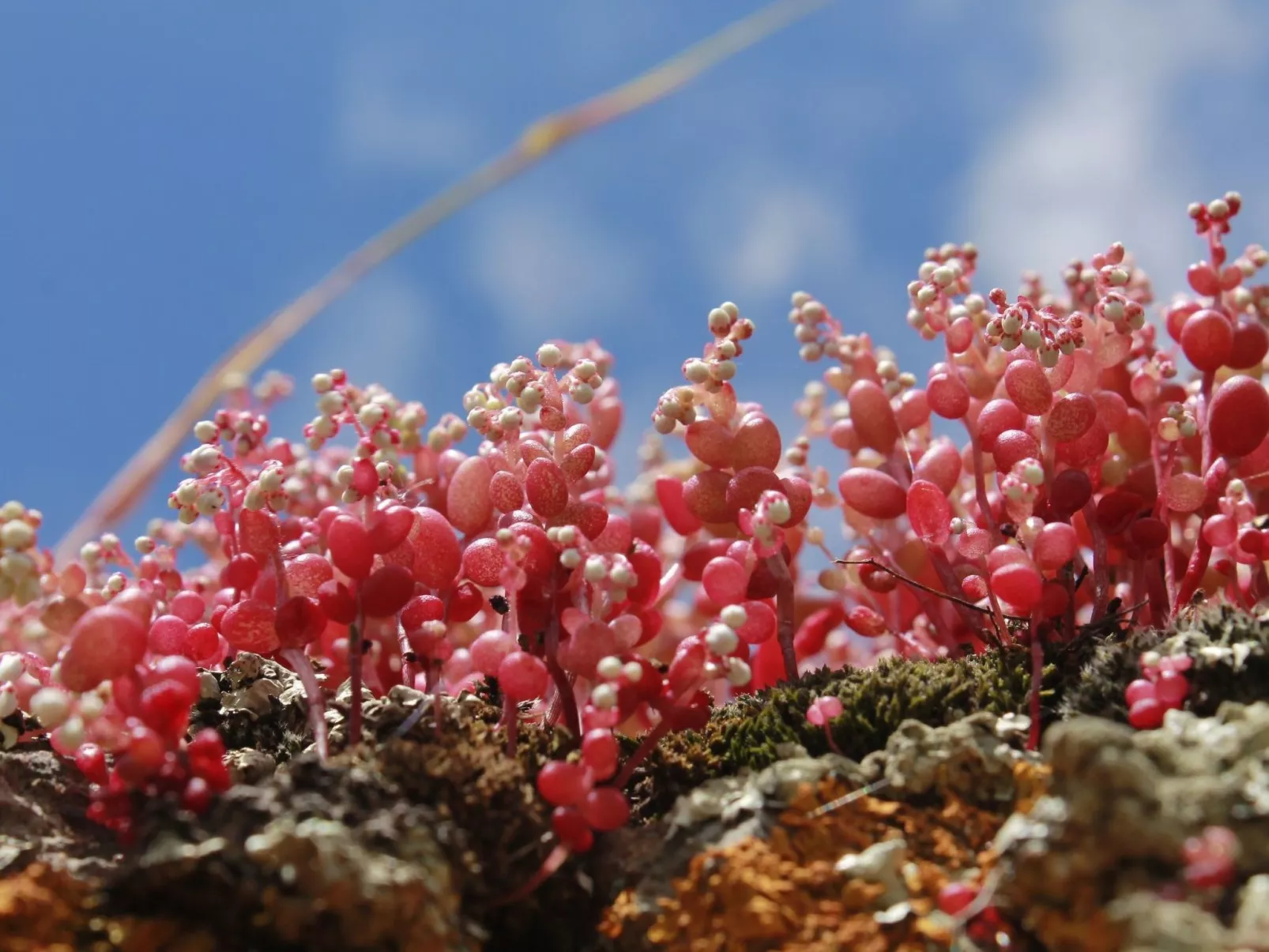 Stazzo mit Garten in Luogosanto-Image-tags.info