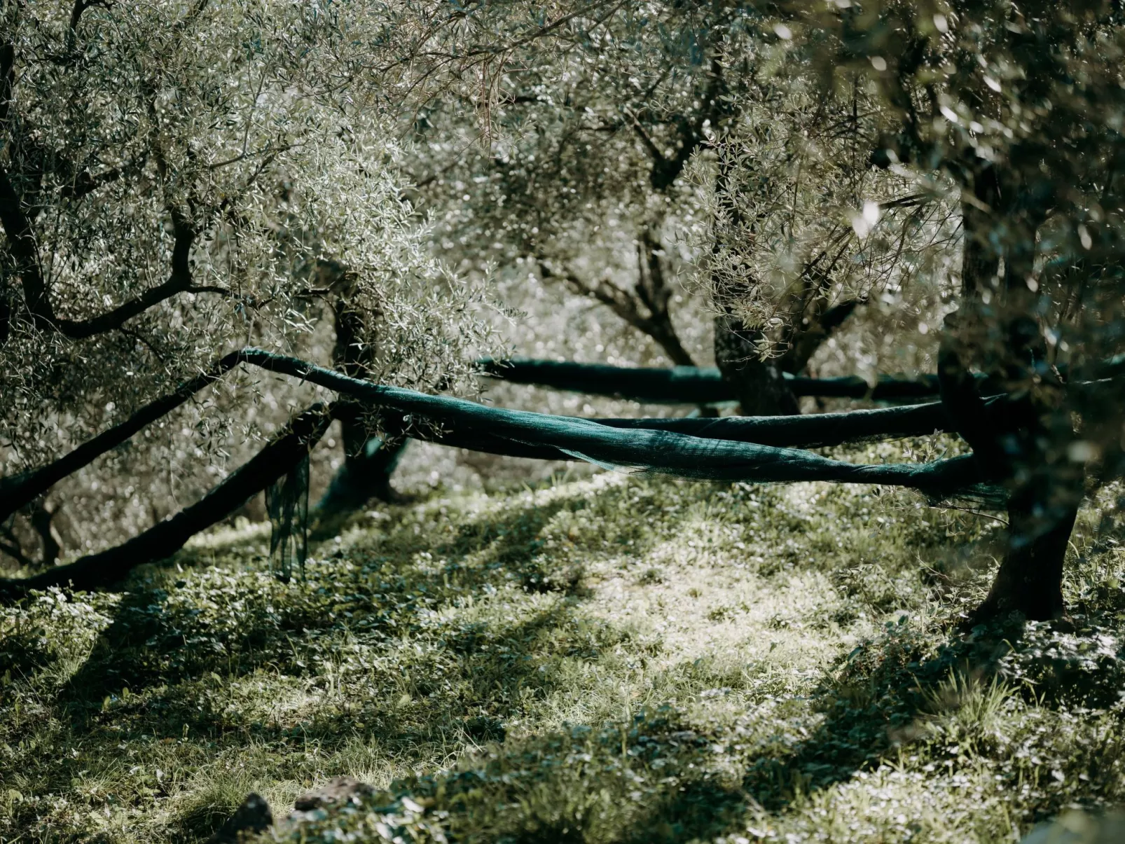 In Diano San Pietro-Buiten