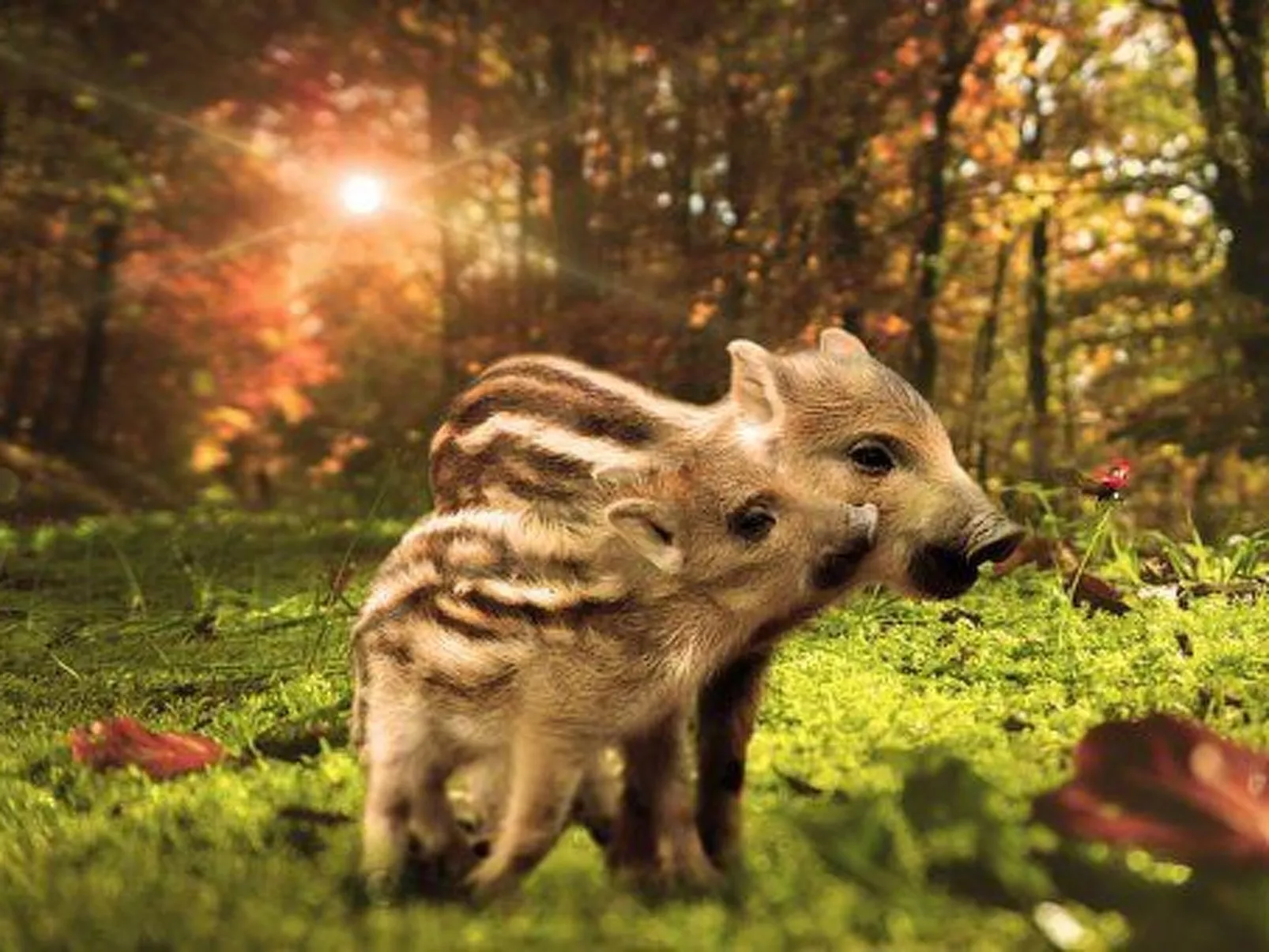 Charmante Lösung, Schwimmbad 10 Minuten vom Meer entfernt-Buiten