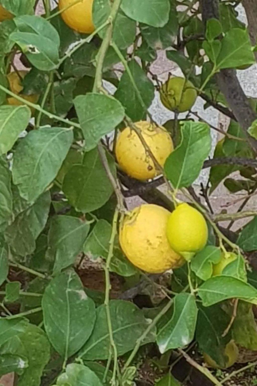 Casa Niu Crobu-Image-tags.info