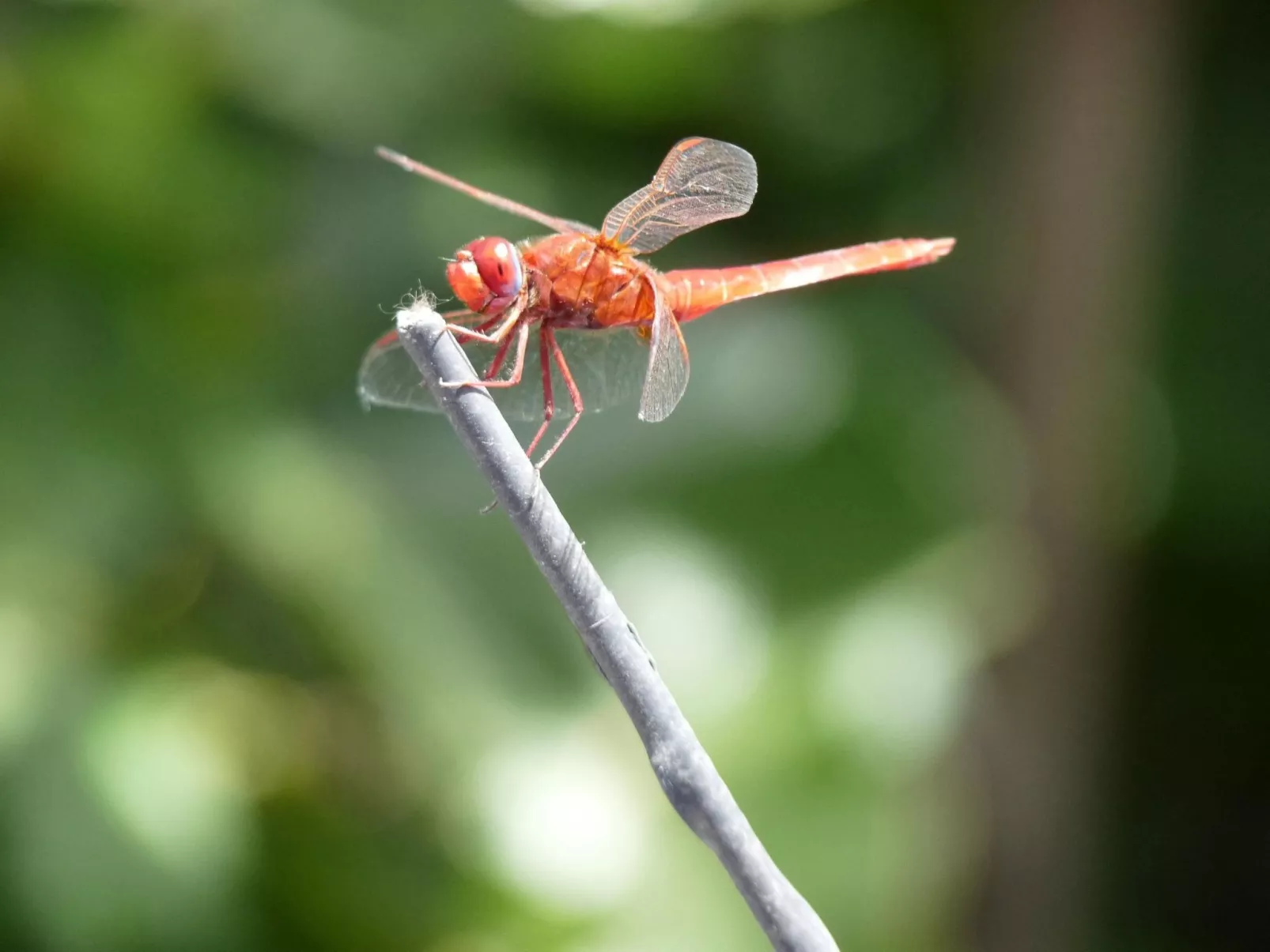 Ruhige Finca Topo del Drago mit Meerblick-Buiten