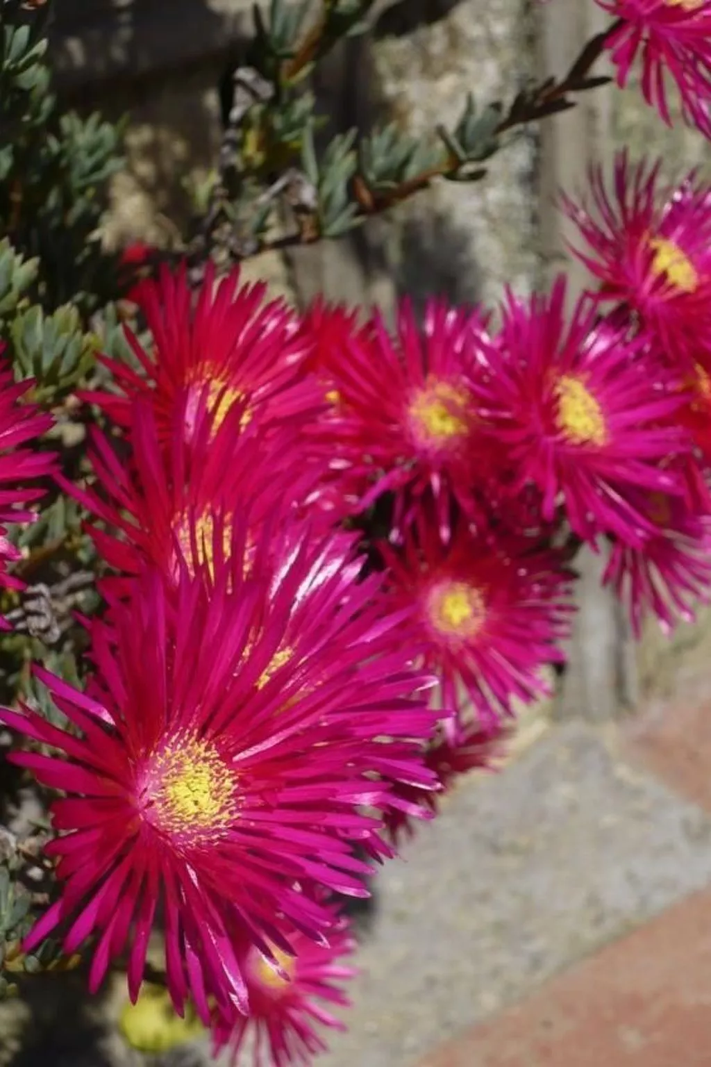 Hibiskus-Image-tags.info
