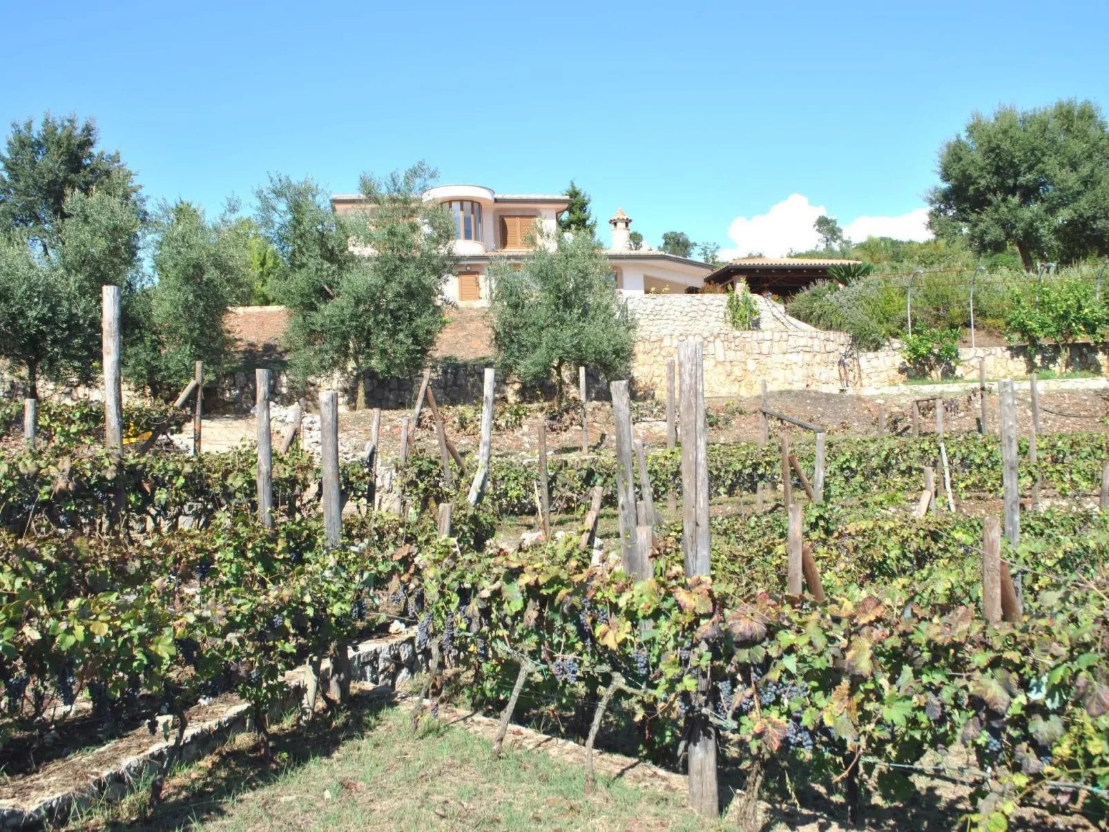 Weintrauben und Sterne Maison" Touristenunterkunft-Image-tags.info